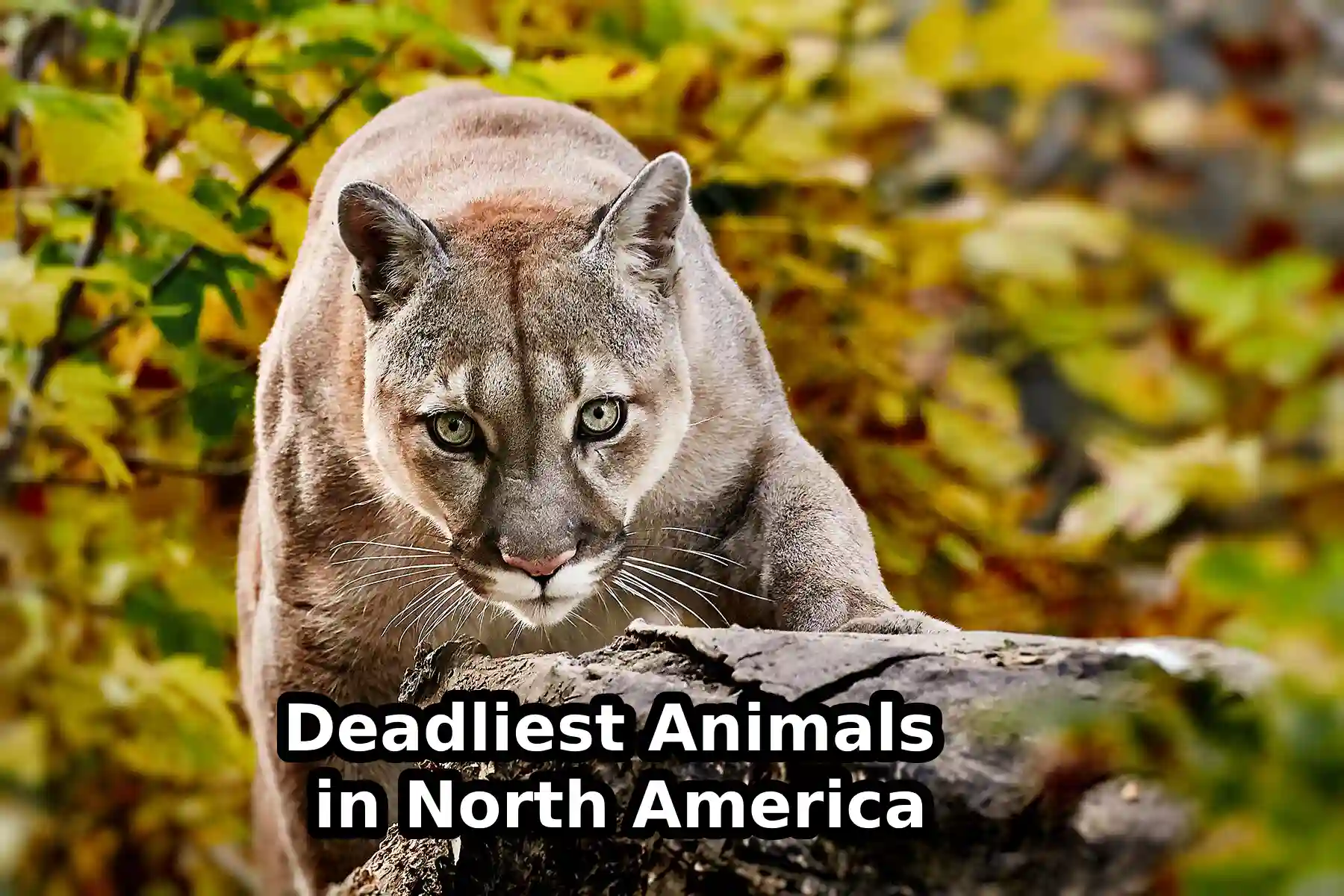 Deadliest Animals in North America
