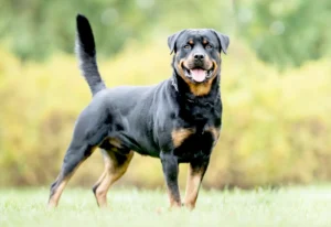 american dog breed Rottweiler dog